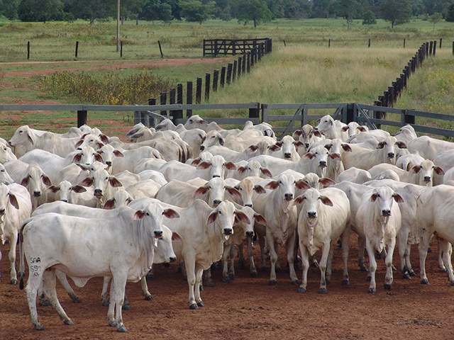 Produtor rural denuncia abate de gado em fazenda