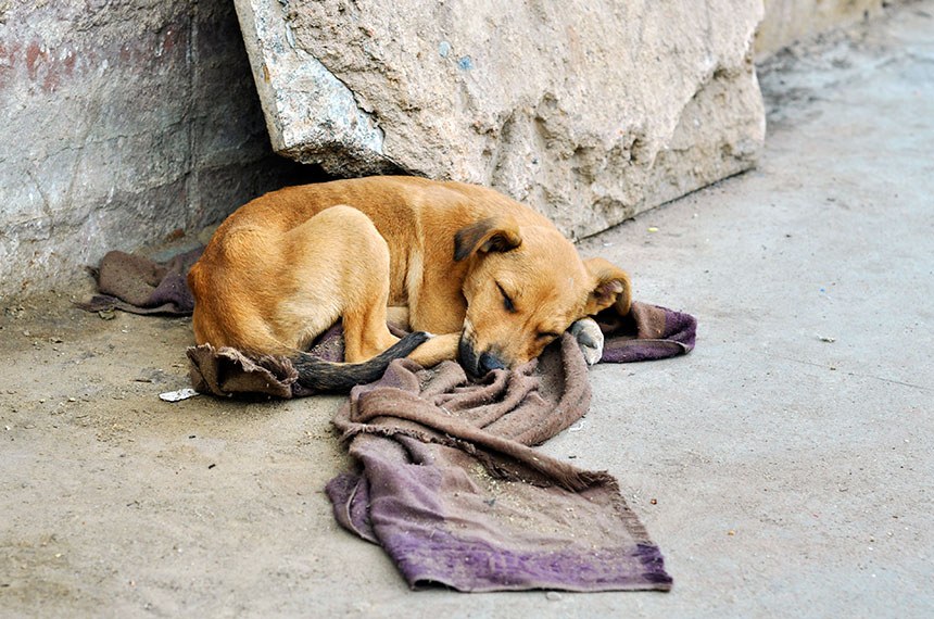 Dezembro Verde: Campanha para Combater o Abandono de Animais em Corumbá Ganha Destaque