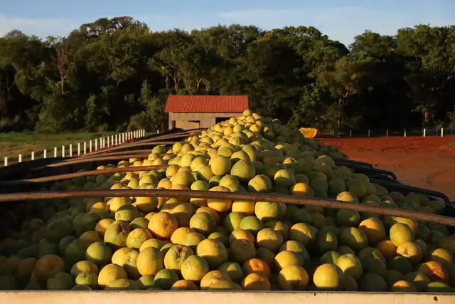 Governo reduz ICMS para incentivar a expansão do cultivo de laranja em Mato Grosso do Sul