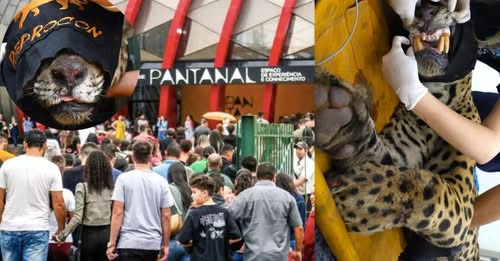 Onça suspeita de matar caseiro irá para o Bioparque Pantanal após tratamento no Cras?