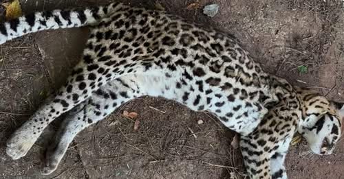 Populares encontram Jaguatirica morta no Bairro Zé Pereira