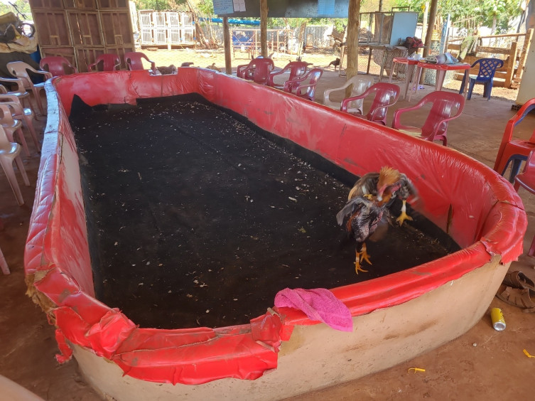 PMA flagra rinha de galos e apreende 44 animais em situação de maus-tratos em Campo Grande