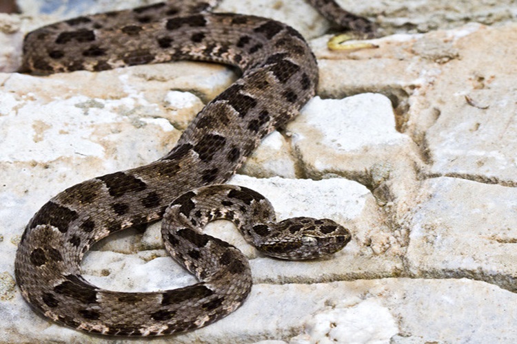 Mulher picada por cobra é socorrida na madrugada em Ladário