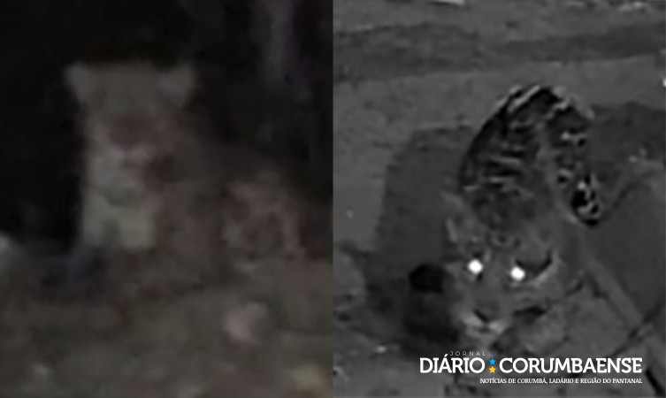 Pesquisa aponta resiliência das onças-pintadas após incêndios e seca no Pantanal