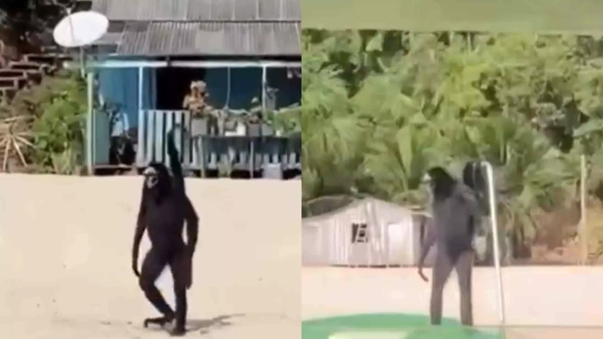 Macaco que anda ‘como humano’ choca turistas em praia do Pará: ‘Não é IA’