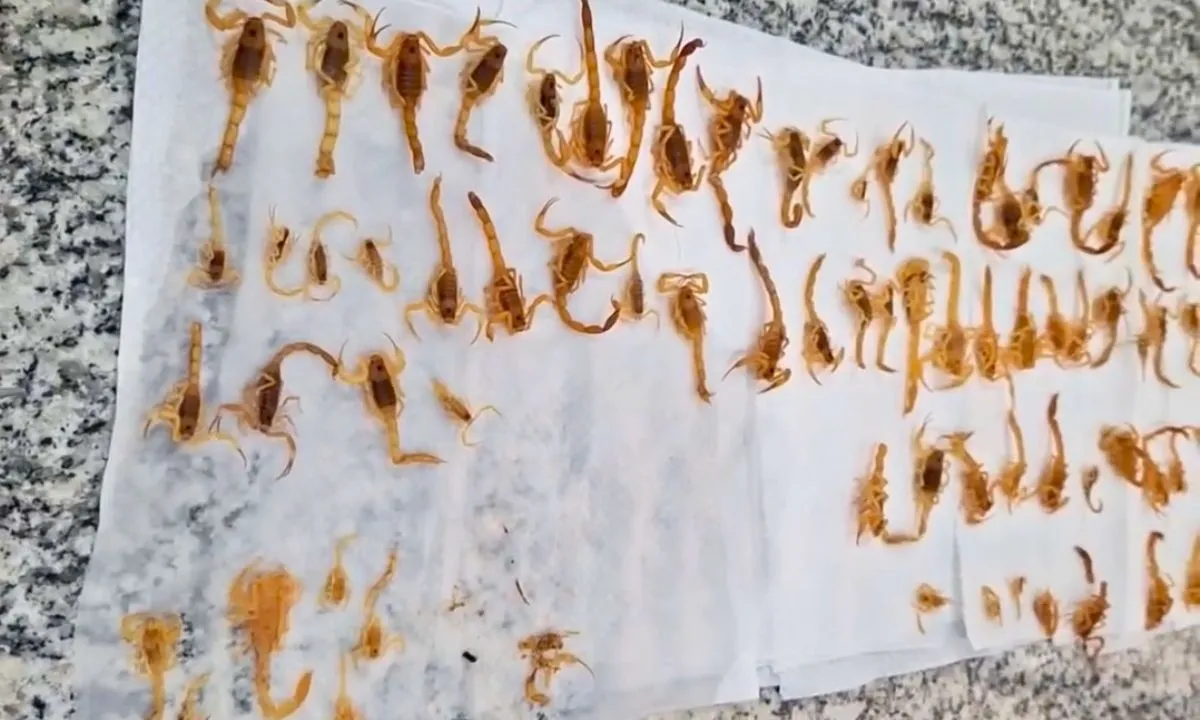 Infestação com mais de 100 escorpiões assusta moradores em Campo Grande