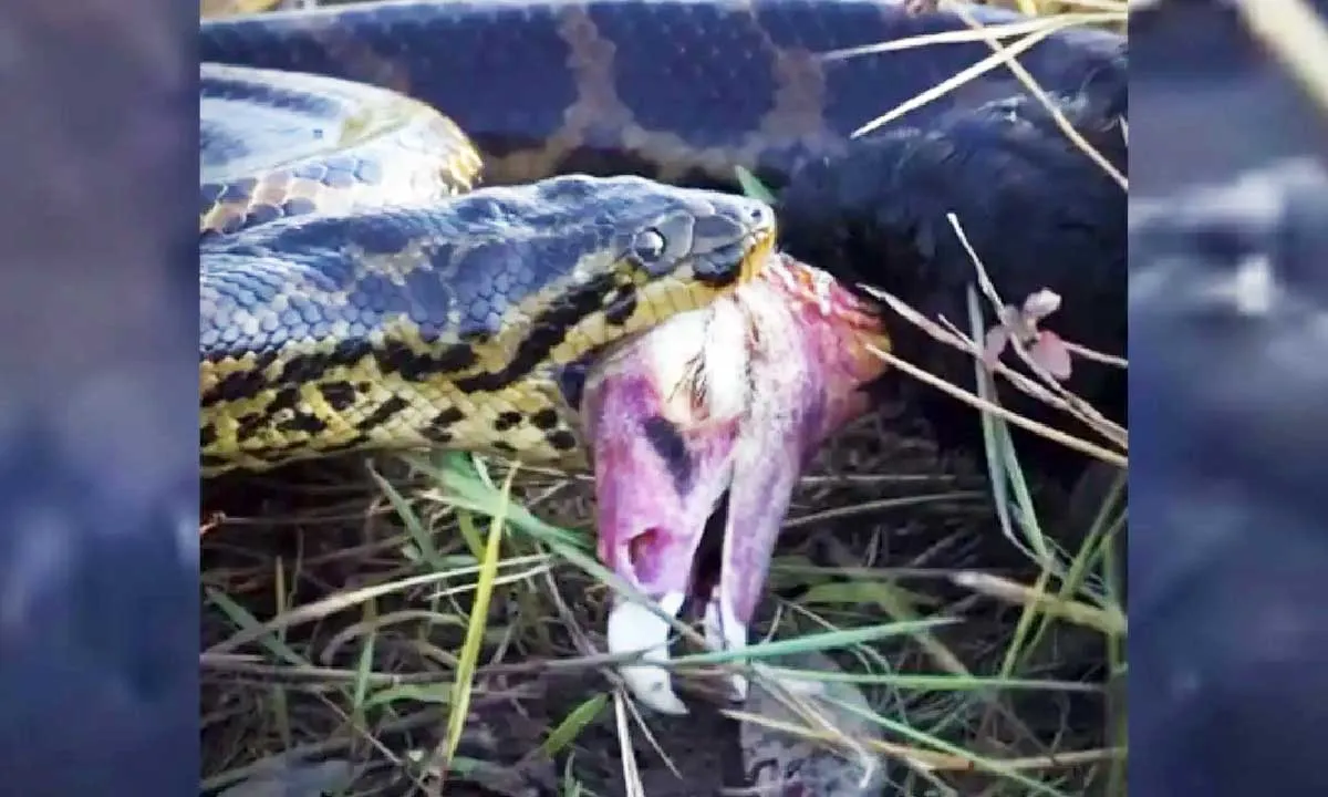 Sucuri é registrada no Pantanal capturando urubu durante passeio de observação