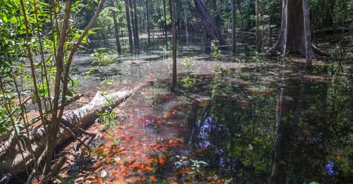Dinossauros viveram na Amazônia, descobrem pesquisadores de Roraima