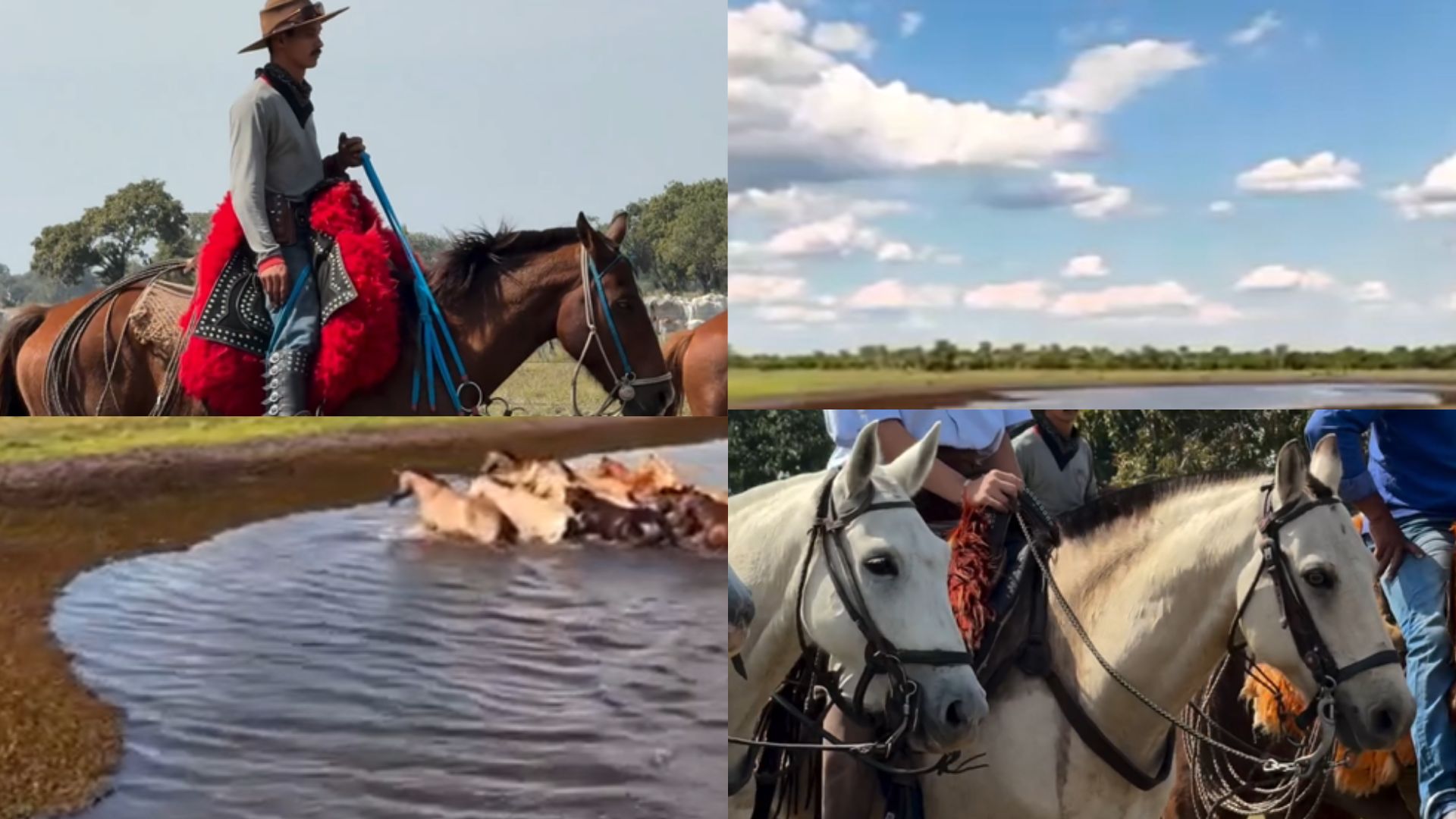 Cavalo pantaneiro será destaque em série mundial da National Geographic