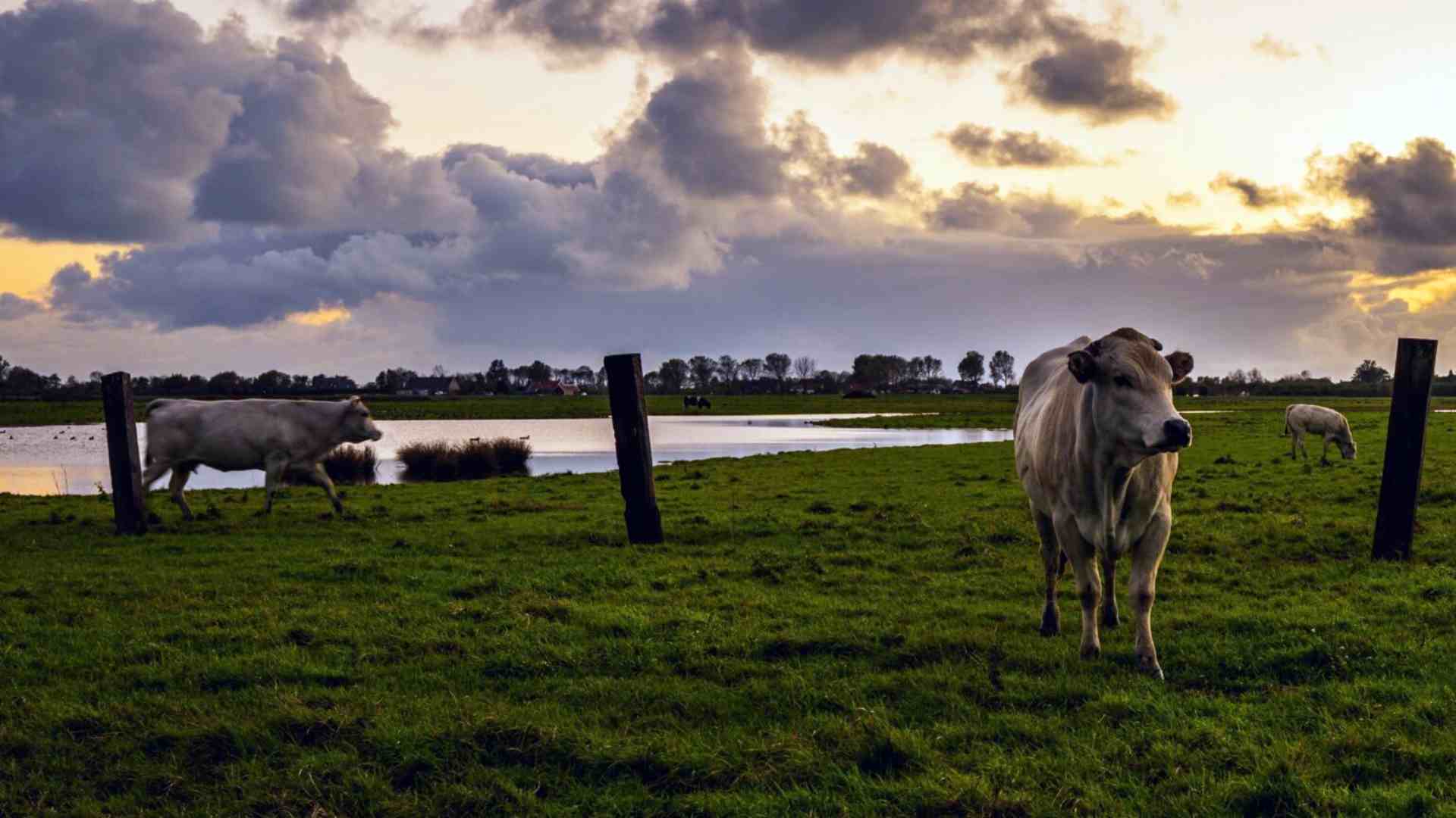 Com suspensão do tarifaço, MS pode voltar a vender R$ 697 milhões em carne aos EUA