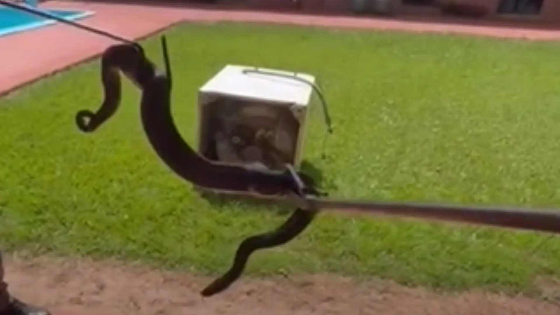 Já pensou? Família acha cobra ‘morando’ em eletrodoméstico da casa em MS