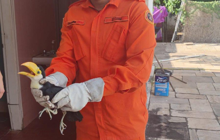 Bombeiros realizam resgate de filhote de tucano no centro de Corumbá
