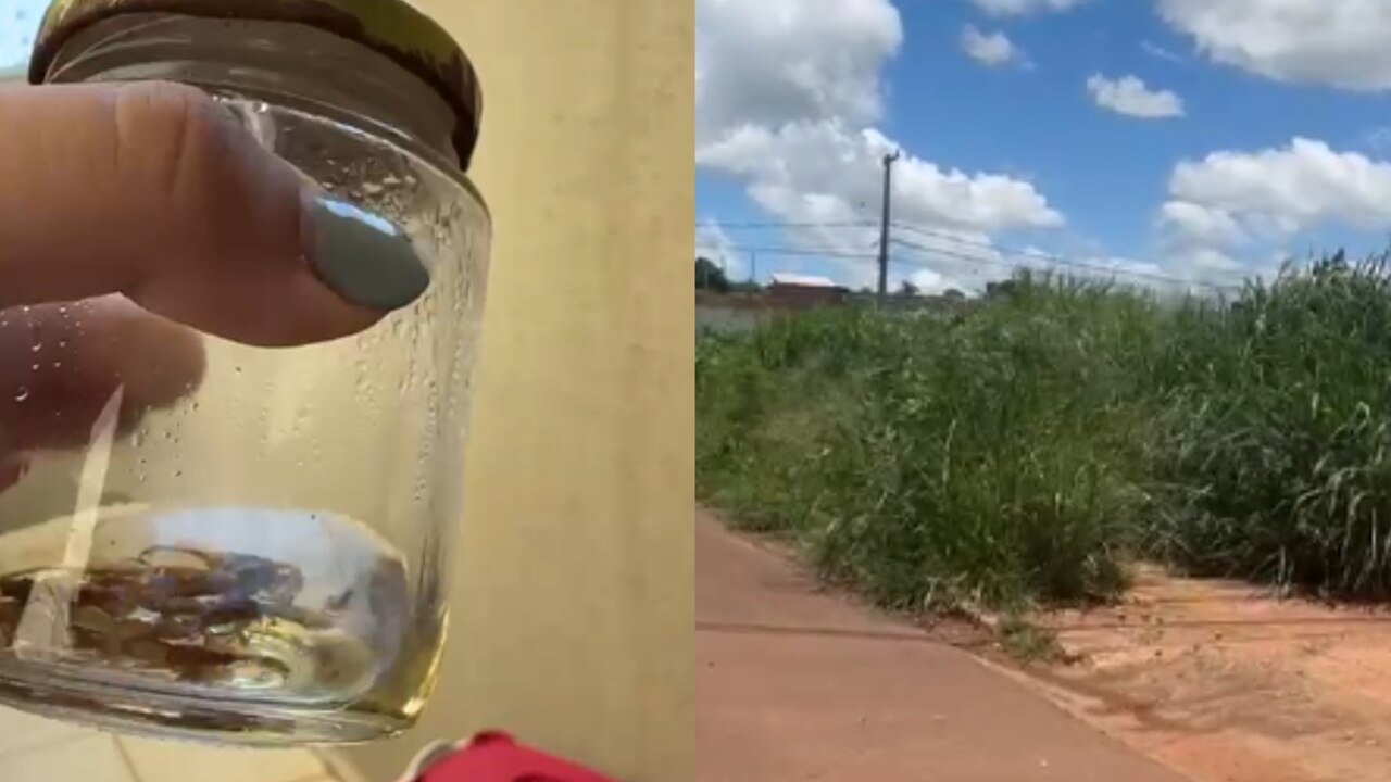 Abandono de terreno obriga moradora a ‘colecionar’ escorpiões que invadem casa no Jardim Paradiso