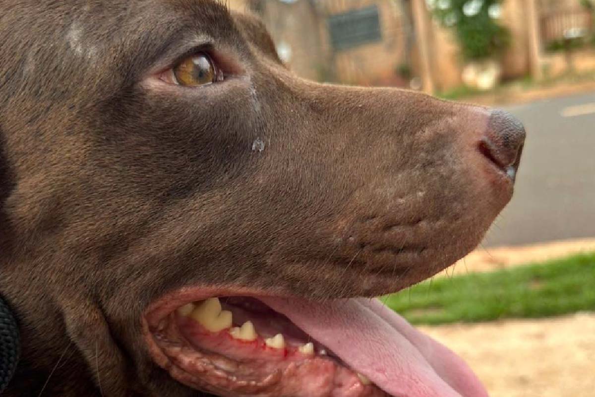 Grávida de 25 anos é atacada por pitbull solto na rua e levada para a Santa Casa em Campo Grande