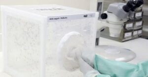 Corumbá prepara soltura de mosquitos com Wolbachia para combater arboviroses