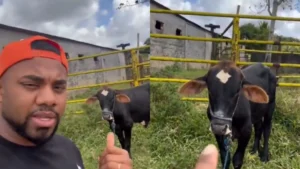 Davi Brito choca ao mostrar boi que será morto em seu casamento: ‘Bastante carne pro churrasco’