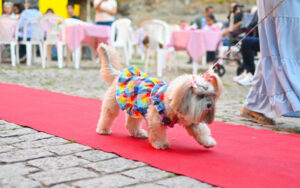 Caminhada, desfile de pets e conscientização marcam evento em Corumbá