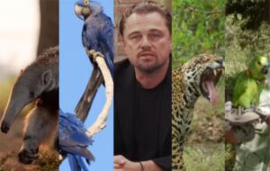 Leonardo DiCaprio veio ao Pantanal para conhecer projetos que protegem onças, araras e tamanduás