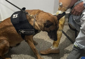 Cães farejadores revelam esconderijos inusitados para o transporte de drogas em MS
