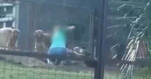 Ministério Público vai investigar caso de cachorro agredido em creche para pets em MS