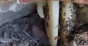 Três trabalhadores de obra de saneamento são atacados por abelhas em Corumbá