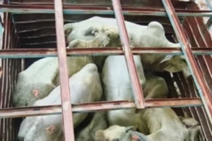 Capatazes são presos com 20 cabeças de gado furtadas em MS
