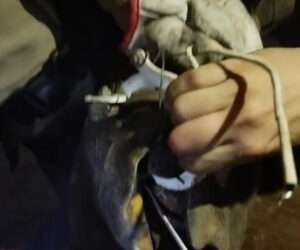 Tartaruga fica presa em roda de bicicleta e mobiliza Bombeiros em Corumbá