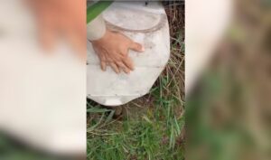 Lobinho é resgatado atrás de máquina de lavar em residência de Ladário